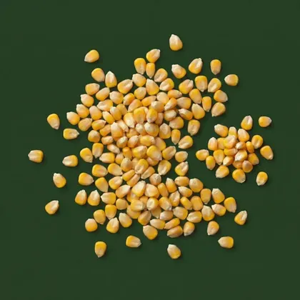 Corn, Zea mays, photographed on the Bioraya green for the ingredient index