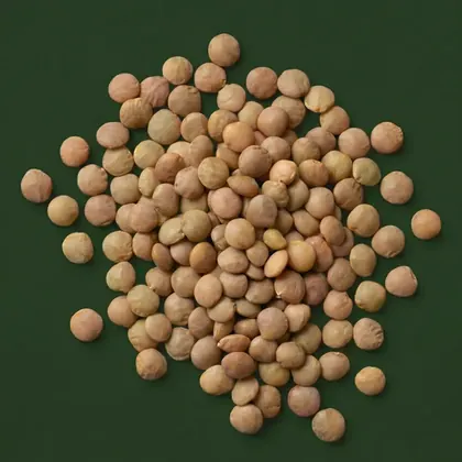 Lentils, Lens culinaris, photographed on the Bioraya green for the ingredient index