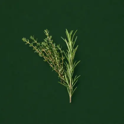 Thyme, Thymus vulgaris, photographed on the Bioraya green for the ingredient index