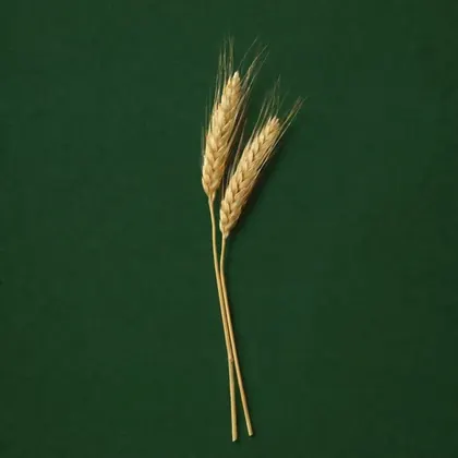 Wheat, Triticum, photographed on the Bioraya green for the ingredient index