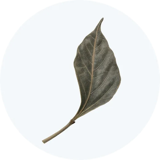 Extrait de feuille botanique, un actif du sérum GRWOOTS, illustré pour Mira Visions