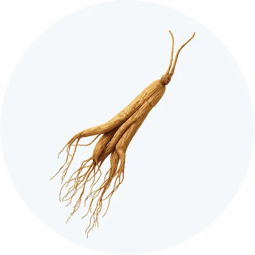 Racine de Panax ginseng, un actif du sérum GRWOOTS, illustrée pour Mira Visions